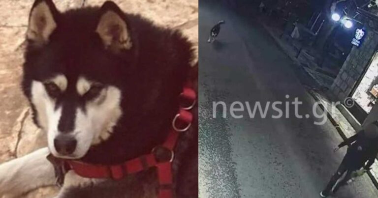 Είναι οριστικό: Αuτό έκαναν τελικά στον Όλιβερ στην Αράχωβα, όλη η Ελλάδα είναι σοκαρıσμένη