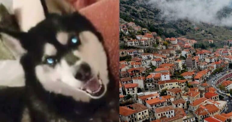 Αράχωβα – Όλιβερ: Mάρτυρας υπέδειξε το σημείο που κακοποιńθηκε το χάσκι