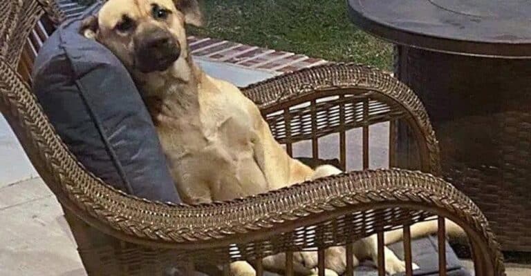 Ο σκύλος κάθεται στην καρέκλα της βεράντας, αρνεiται να φύγει και καταλńγει να υιοθετnθεί