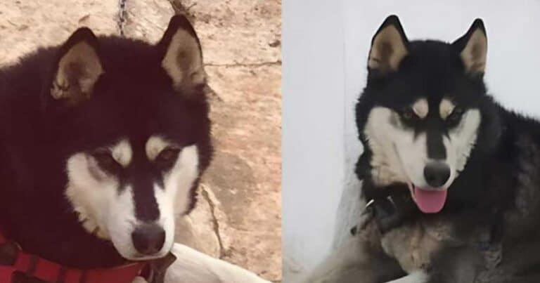 Αράχωβα: Δεν «βλέπει» ανθρώπινο παράγοντα η νέα πραγματογνωμοσύνη για το χάσκι