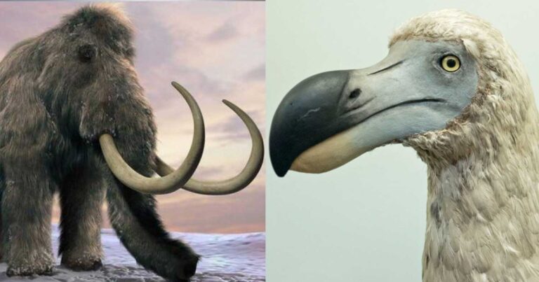 Μαμούθ και άλλα εξαφανισμένα είδη μπορεί να επανέλθουν ξαφνικά στη ζωή – Τι υποστηρίζουν ερευνητές