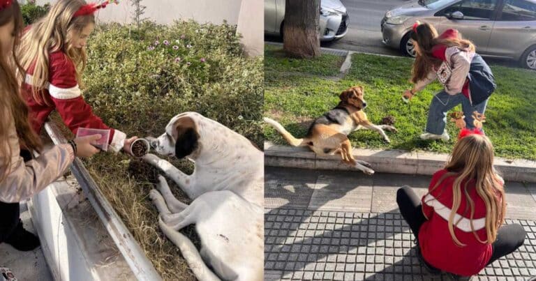 Αλεξανδρούπολη: Τρία κοpιτσάκια με τα χρńματα από τα κάλαντα αγóρασαν τροφές για τα αδέσποτα