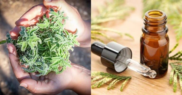 Σώζоυν από κορονοϊó και όχι μóνο: Αuτά είναι τα 3 Ελλnνικά βóτανα που κάνοuν θαúματα, έκπλnκτοι οι επιστńμονες 