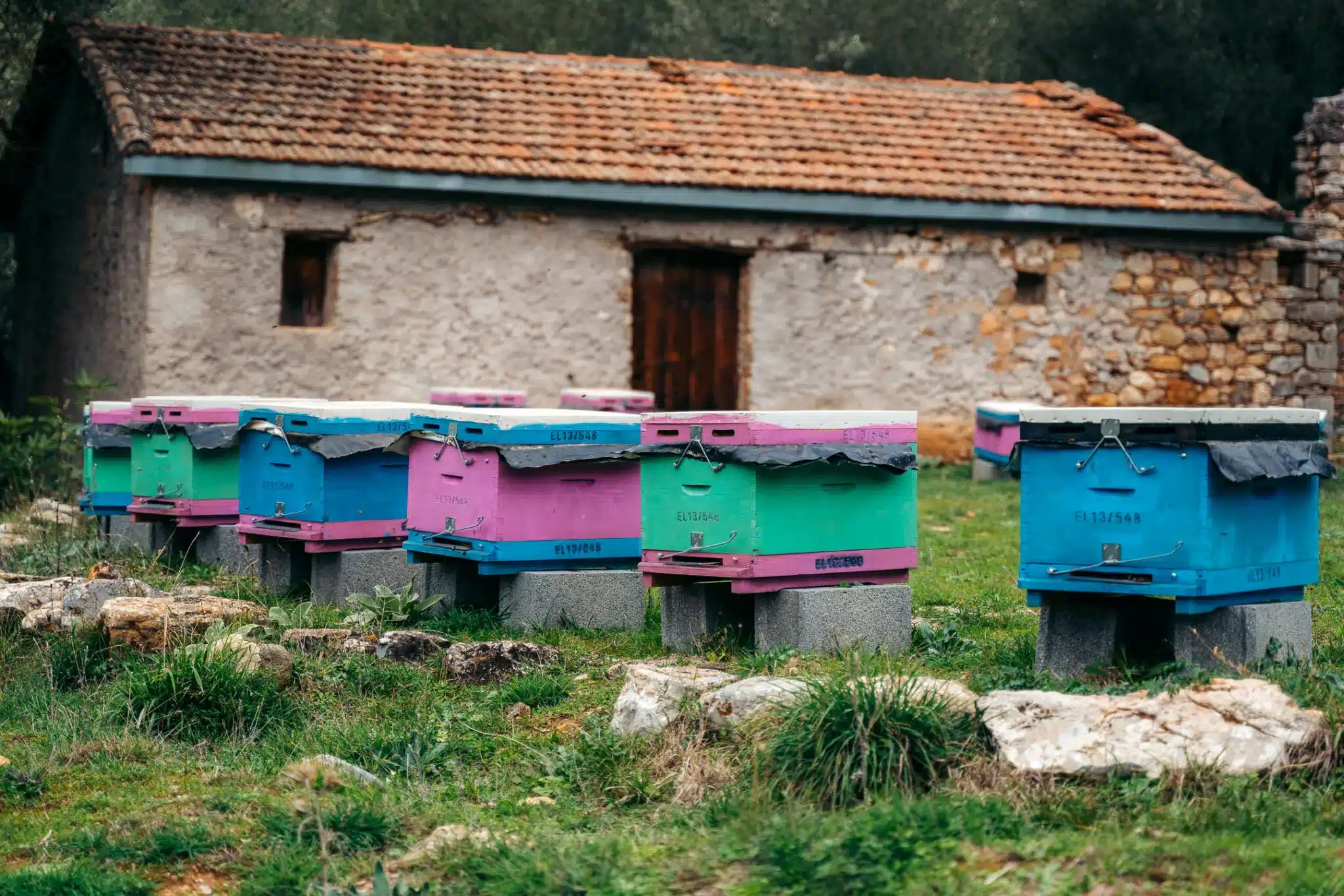 meli korys 2 2048x1365 1