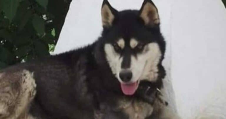 Αράχωβα: Δıπλή κατεπεiγουσα εισαγγελική έρευνα για τον Όλιβερ – Τι ζητά η αντεισαγγελέας του Αρείου Πάγου