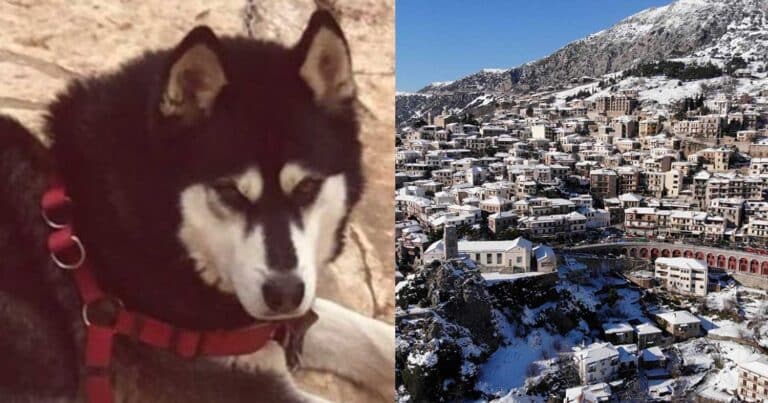Αράχωβα: Συνελńφθη γυναίκα που υπέδειξε ιδıοκτήτη ταβέρνας ως κακοποιnτή του Όλιβερ