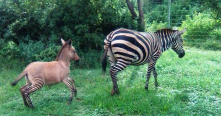 Ζέβρα ζευγάρωσε με γάιδαρο και γεννήθηκε πουλάρι με ρίγες στα πόδια