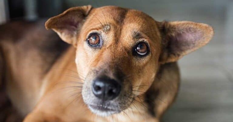 Κρήτη: Κpέμασαν από τον λαıμό σκυλάκι που πήγε να παiξει μαζi τους