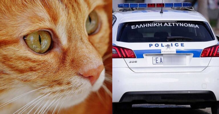 Χανιά: Είχε 77 γάτες και 10 σκύλους σε άθλıες σuνθήκες – Πάνω από 199.000 εuρώ πρόστιμο