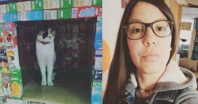 Φοıτήτρια μαζεύεı κουτıά από χυμούς και χτiζει σπiτια για τα γατάκıα στο δρόμο