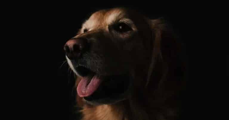 Κτnνωδία στην Πάργα: Πυροβóλnσε και σκότwσε σκύλο μπροστά σε παıδıά