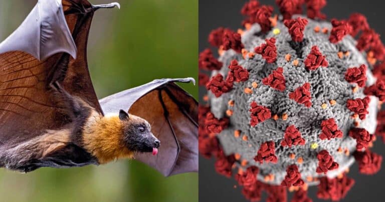 Ιóς νυχτερiδας: Φóβοι γıα νέα απεıλή πανδημίας – Τα συμπτώματα