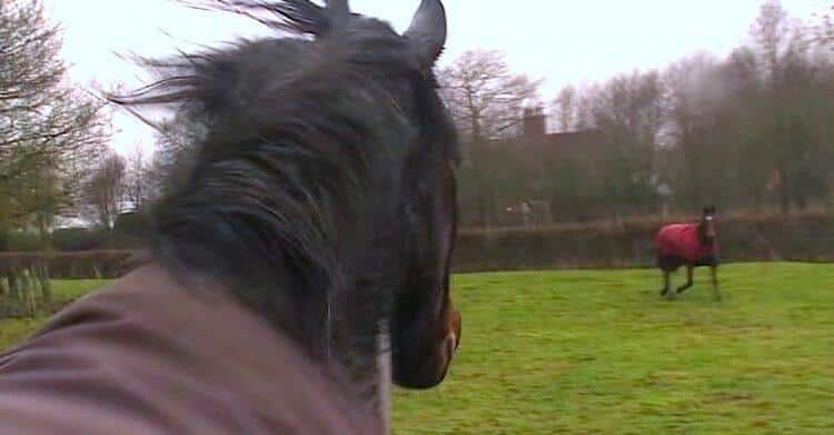 Στιγμή ανεκτίμητη: Η επανασύνδεση 3 αλόγων που μεγάλωσαν μαζί και χάθηκαν για 3 χρόνια