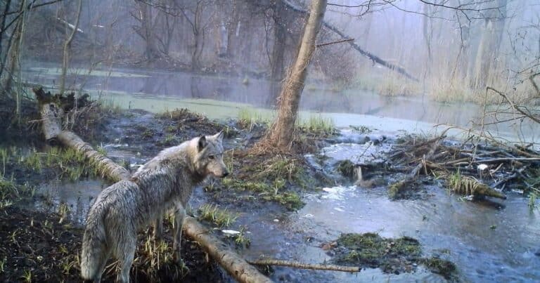 Απρόσμενη εξέλιξη: Οι μεταλλαγμένοι λύκοι του Τσερνόμπιλ έγιναν άτρωτοι στον καρκίνο