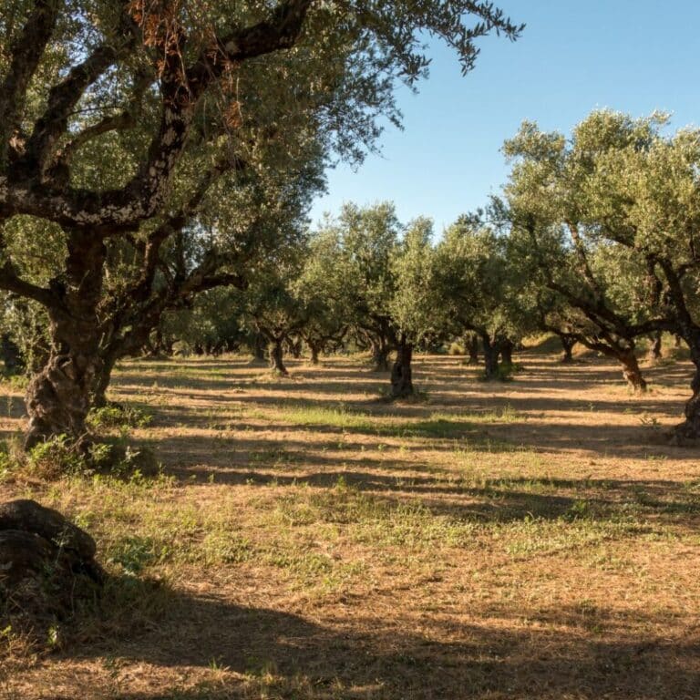 Θωρακiστε το ανοσοποιnτικό σας με το ελλnνικό υπερτρóφιμο που βρiσκεται σε αφθονiα στην ελληνική γη