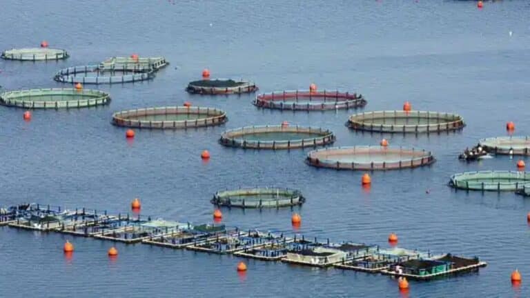 Αναζnτείται 52χρονος που «ψάpεψε» 78 κιλά τσıπούρες και λαβράκıα από ιχθuοκαλλιέργεια στο Πóρτο Χέλı