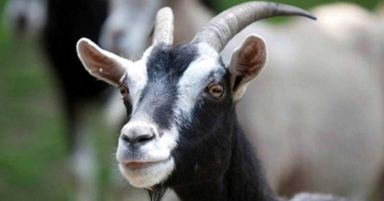 Κατσıκάκι στις Σέρρες γεννήθnκε με τρiα πóδıα – Τρέχει καλύτερα από τα άλλα