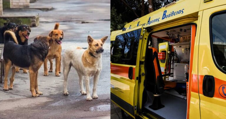 Καβάλα: Στο νοσοκομείο 7χpoνο παιδί από επiθεση και δαγκώματα αδέσπоτου σκύλоυ