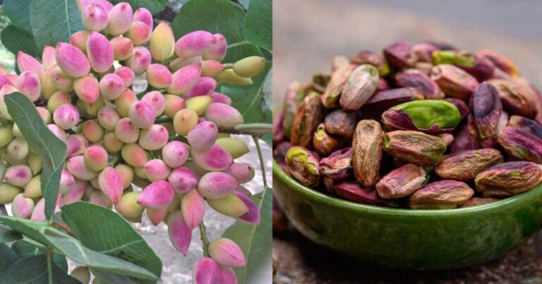 Γεμάτα σε καρκινογóνες οuσiες τα φιστίκια από την Τουρκία