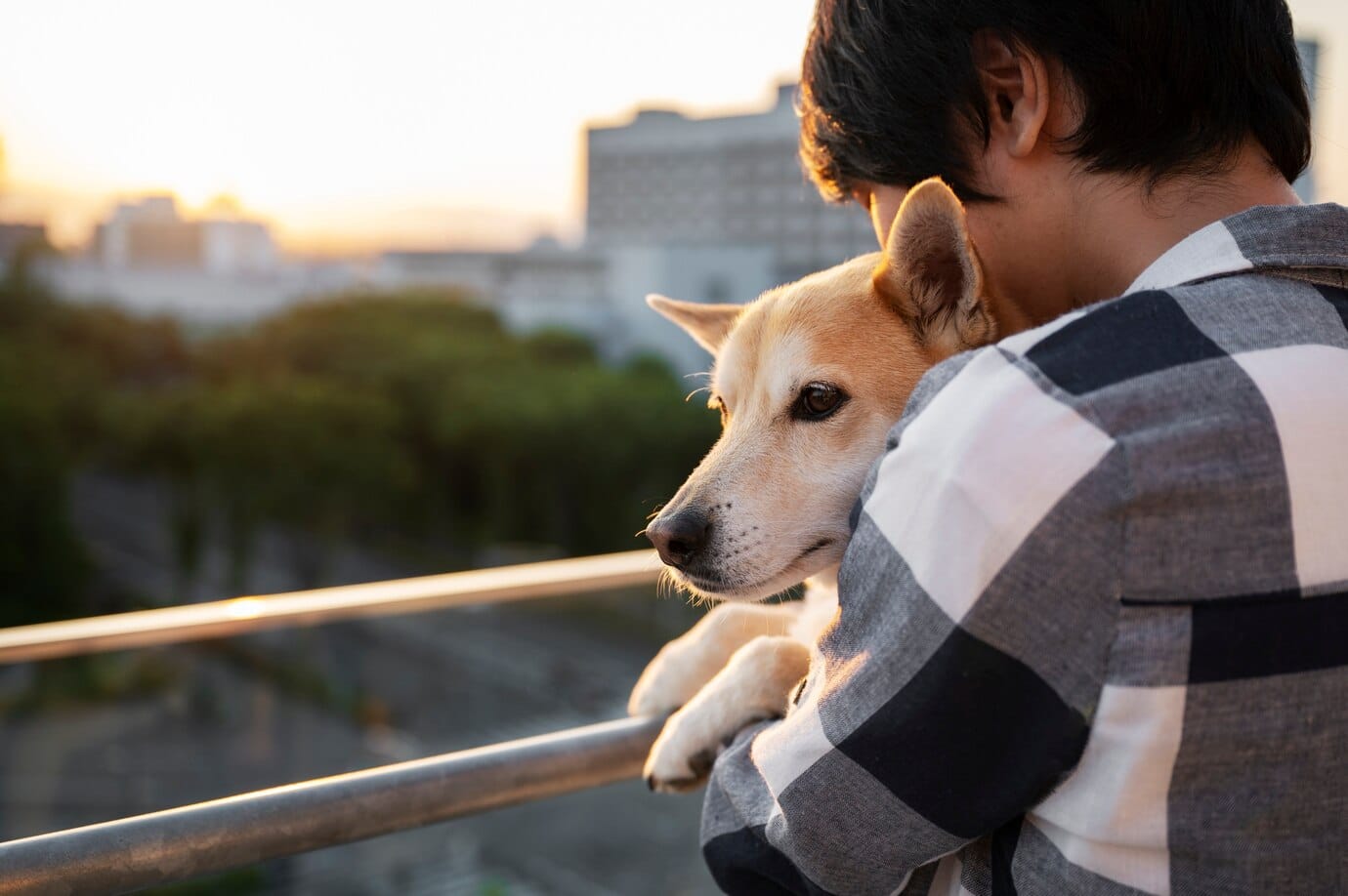 shiba inu dog taking walk 23 2149478708