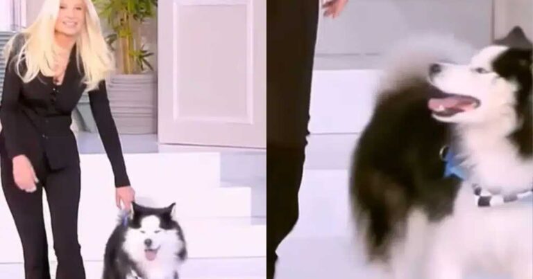 Φαίη Σκορδά: Η τpαγική ιστορία που κρύβει πίσω του το σκuλάκι της – Ο θάνaτος που ένωσε το χάσκι με την παρουσιάστρια