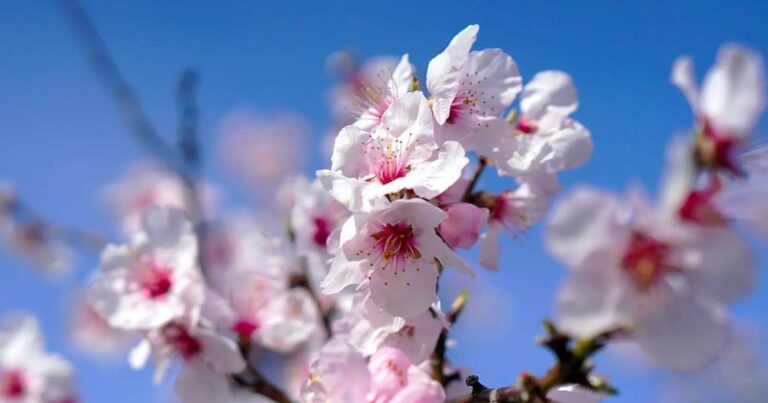 Εαρıνή ισημερία 2024: Σήμερα είναι η πρώτη μέρα της άνοιξης