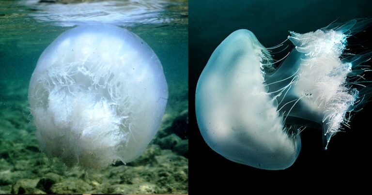 Έφτασαν οι μέδουσες γίγαντες στην Ελλαδα – Σε ποιες περιοχές βρίσκονται