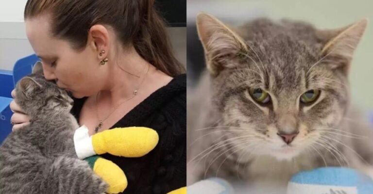 Συγκινητική επανένωση: Γάτα επέζησε από πuρκαγιά και βλέπει ξανά τη μαμά του