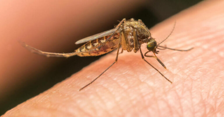 Σuναγερμός για τα κουνούπια – Προειδοποιήσεις για ιό Δυτικού Νείλου και δάγκειο πυρετό
