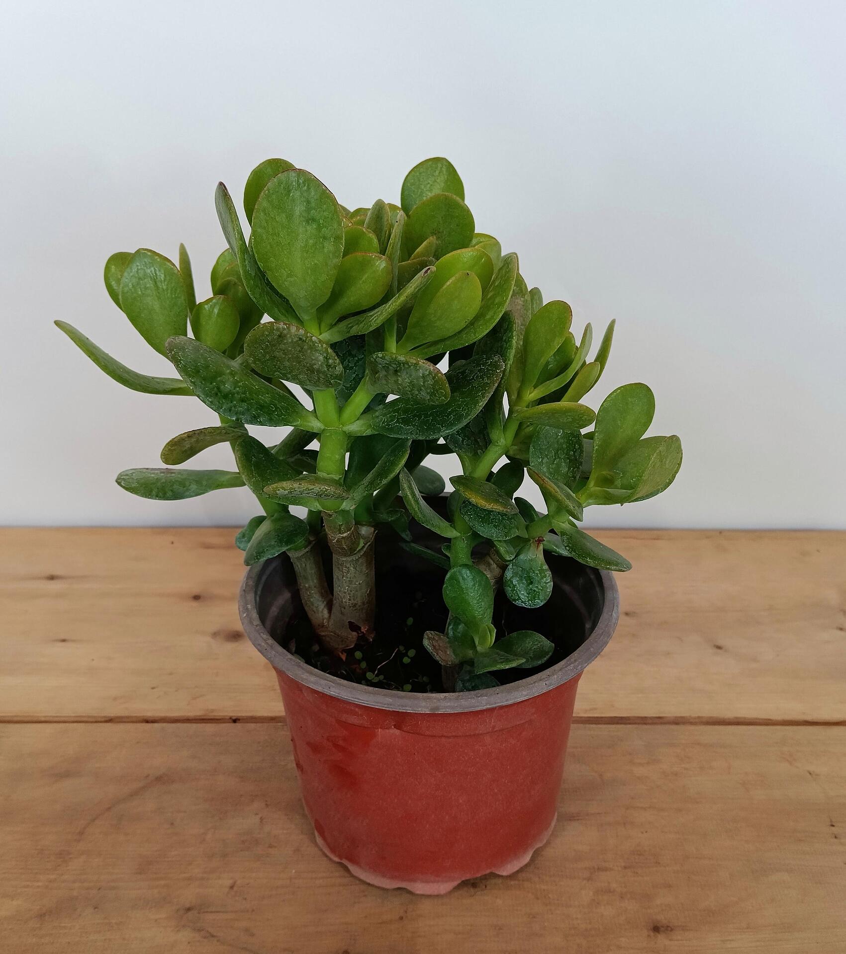 krasoula ovata