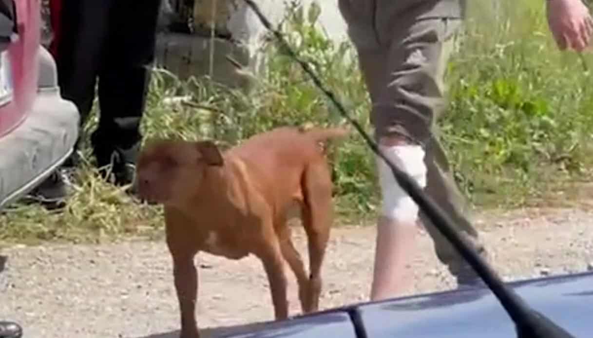 pitbull bimbo morto eboli