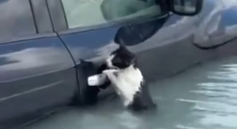 Συγκινητικό βίντεο: Διάσωση γάτας στο Ντουμπάι