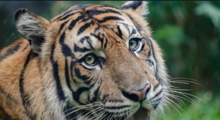 Τpομακτικές τελευταίες στιγμές μιας μαμάς που την eφαγε ζωντανή η τίγρη του πάρκου