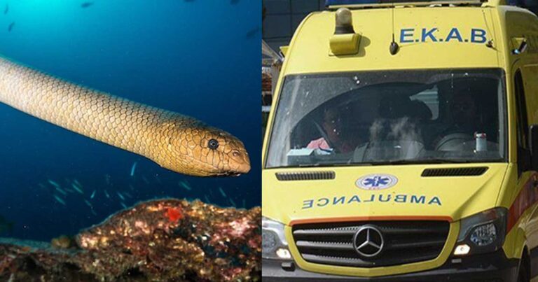 Περιπέτεια για γυναίκα σε παραλία – Την τσίμπησε φίδι ενώ ήταν μέσα στη θάλασσα