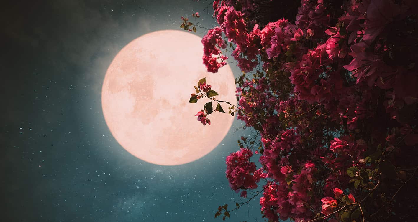 zodia pink moon 129684528 fb