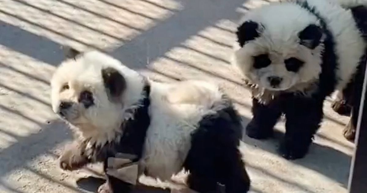 1 pay fury as zoo unveils dogs dressed as pandas for latest attraction
