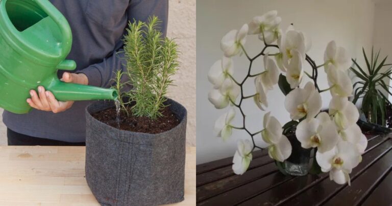 Τα 12 φυτά για καλή τύχη και θετική ενέργεια για εσάς και τους ανθρώπους γύρω σας