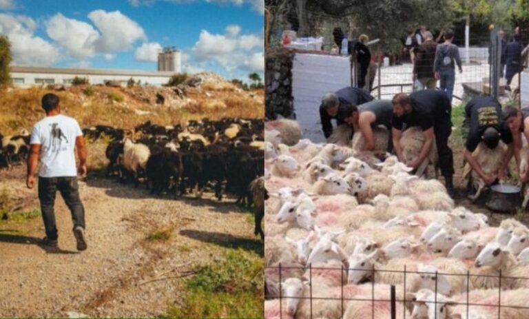 Δεν το ήξερε κανείς: Αυτή η Ελληνική φυλή είναι η κορυφαία στον κόσμο