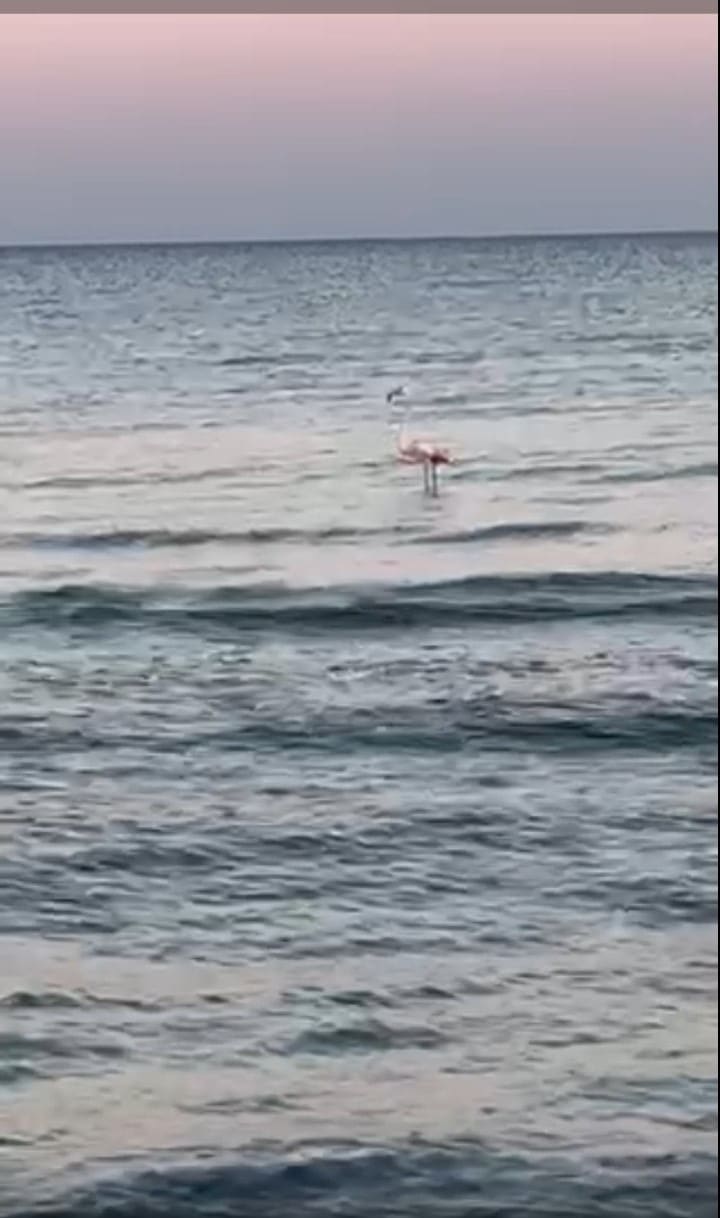 440578759 873388438157876 6392411263985329349 n