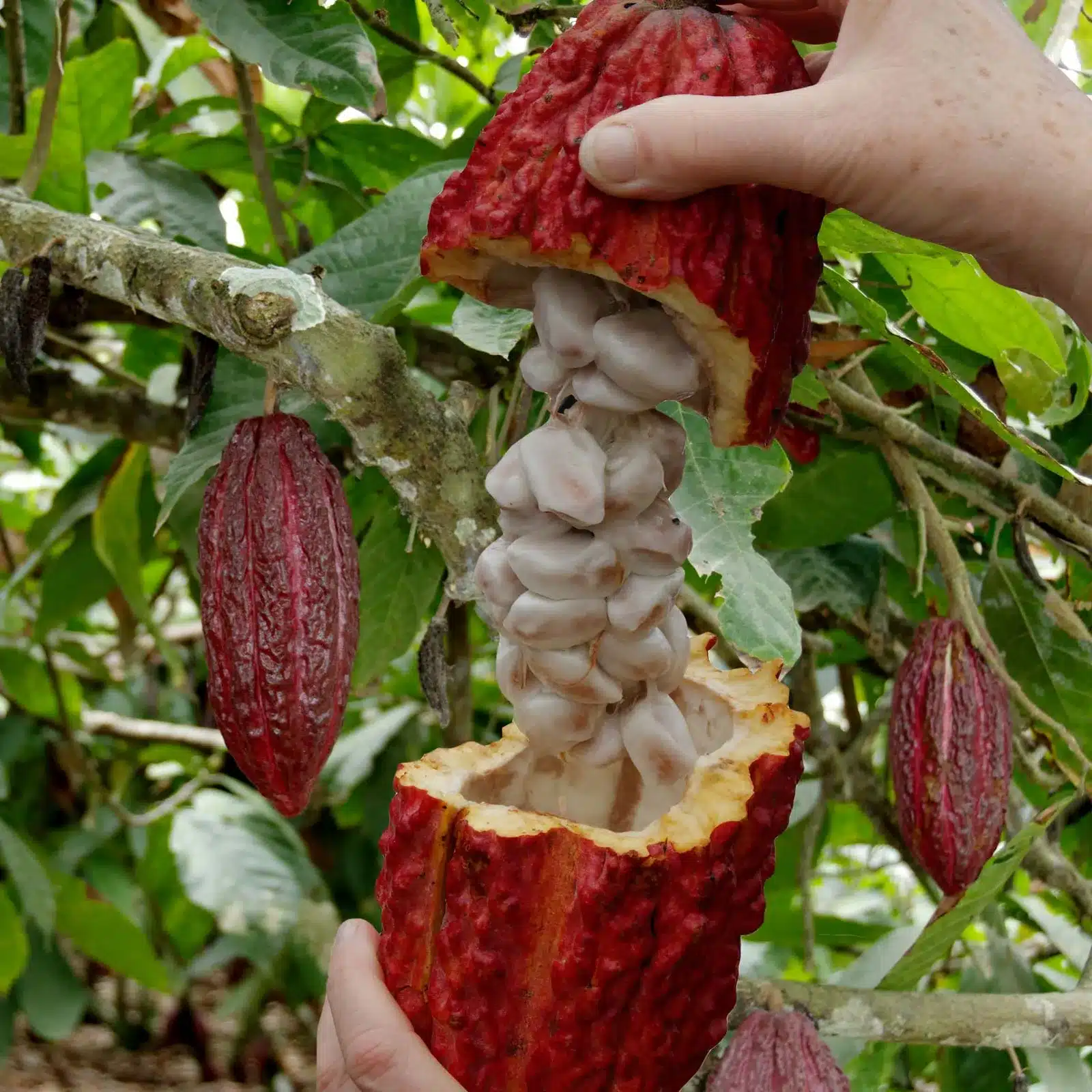 fruit cacao tree source cocoa chocolate plant