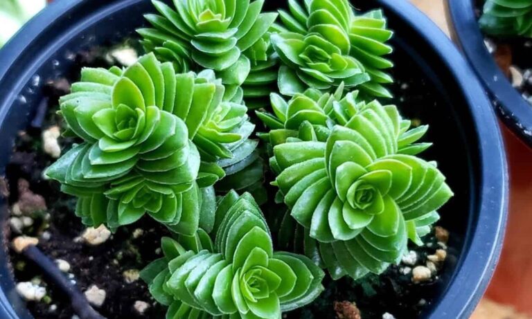 Αυτό είναι το φυτό που «φέρνει» χρńμα και πλοúτο