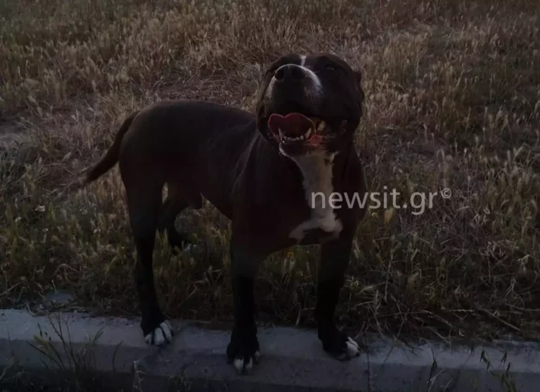«Κομμάτιασε το σκυλάκι και δάγκwσε την γuναίκα» – Σοκαριστικές μαρτυρίες για το πιτ μπουλ και βίντεο που βολτάρει ελεύθερο