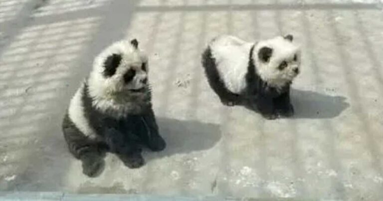 Εξοργισμένοι επισκέπτες ζωολογικού κήπου – Ανακάλυψαν ότι τα Πάντα ήταν σκυλιά βαμμένα ασπρόμαυρα