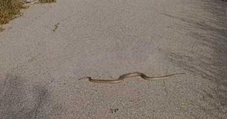 «Γεμίσαμε φίδια» υποστηρίζουν οι κάτοικοι – Σκαρφαλώνουν ακόμα και πάνω στα αυτοκίνητα