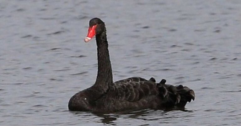 Σπάνιο φαινόμενο: Μαύρος κύκνος στο Δέλτα του Έβρου