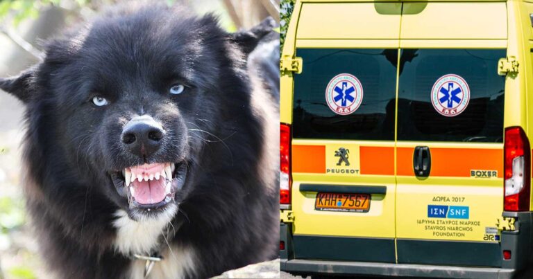 Στο χειρουργείο το βρέφος που το δάγκωσε ο ίδιος τους ο σκύλος – Ο λόγος που του επιτέθnκε