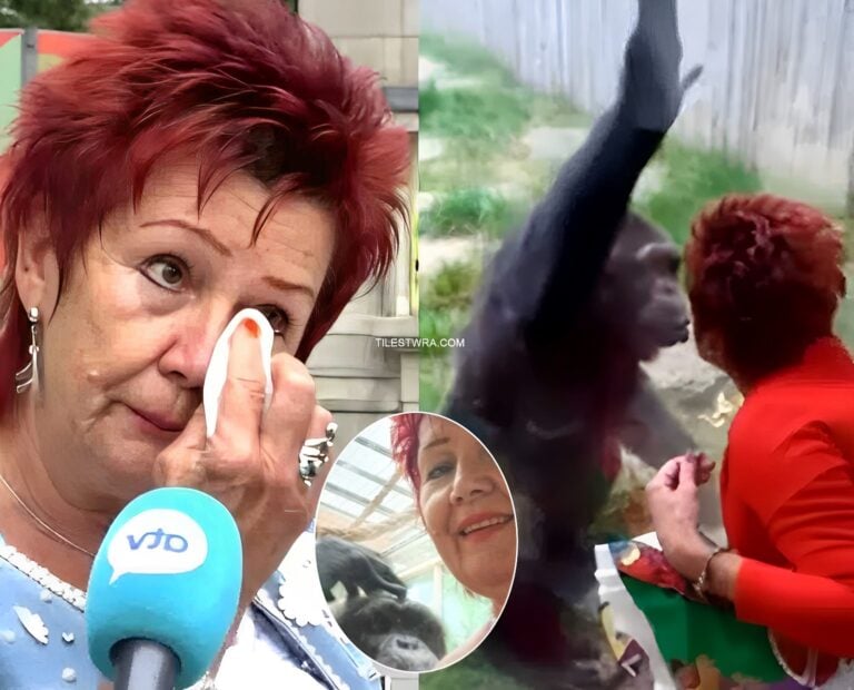 «Είμαστε ζευγάρι 4 χρόνια»: Ζωολογικός κήπος απαγόρευσε σε γυναίκα να βρίσκεται με τον χιμπατζή σύντροφό της