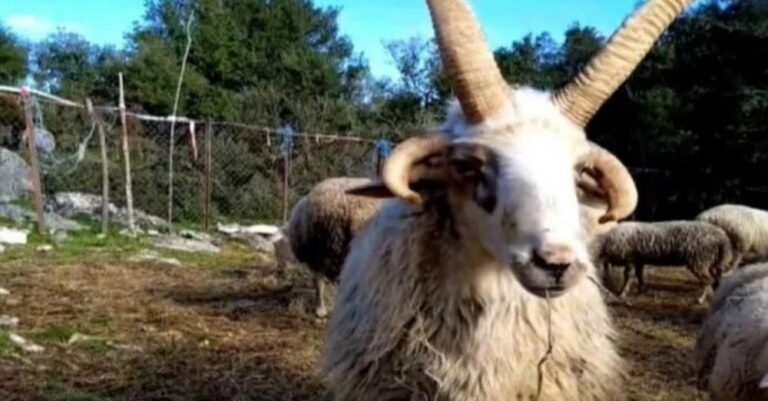 Σπάνιο είδος προβάτου με 4 κέρατα εκτρέφει 37χρονος στην Ευρυτανία – Λέει ότι προέρχεται από την αρχαία Ελλάδα