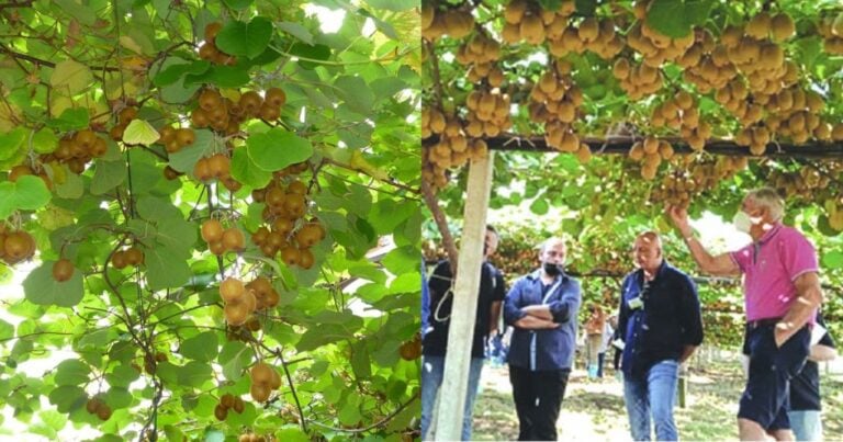 Το ζητάει όλος ο πλανήτης: Αυτό το Ελληνικό φρούτο σαρώνει παγκοσμίως, σπάει κάθε ρεκόρ εξαγωγών