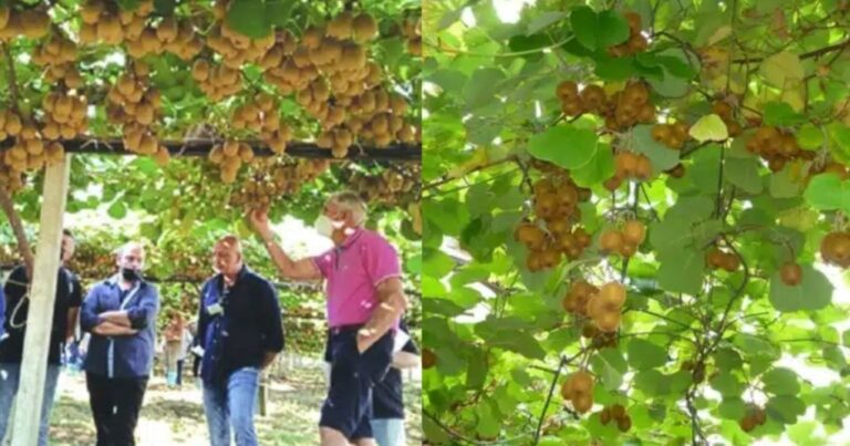 Καλλιεργήστε το και θα γίνετε… πλοúσιοι: Το ελληνικό φρούτο που το ζητά όλος ο πλανήτης, σπάει κάθε ρεκόρ εξαγωγών